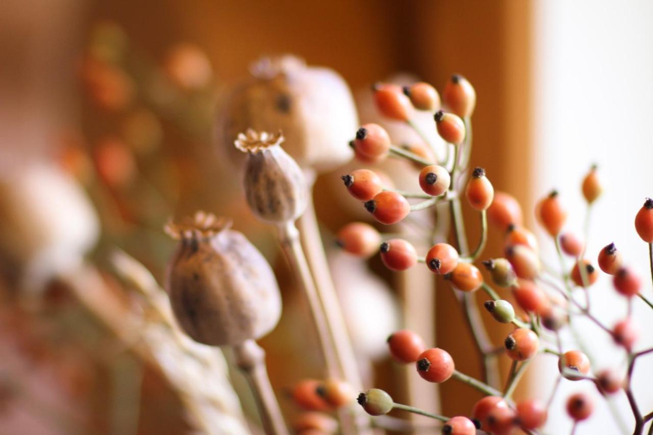 Wijngaard Saalhof Bed & Breakfast Wognum ภายนอก รูปภาพ
